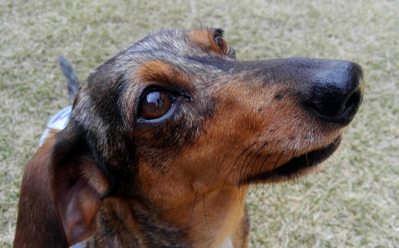 流山・東葛地域の犬しつけドッグトレーニング バロン