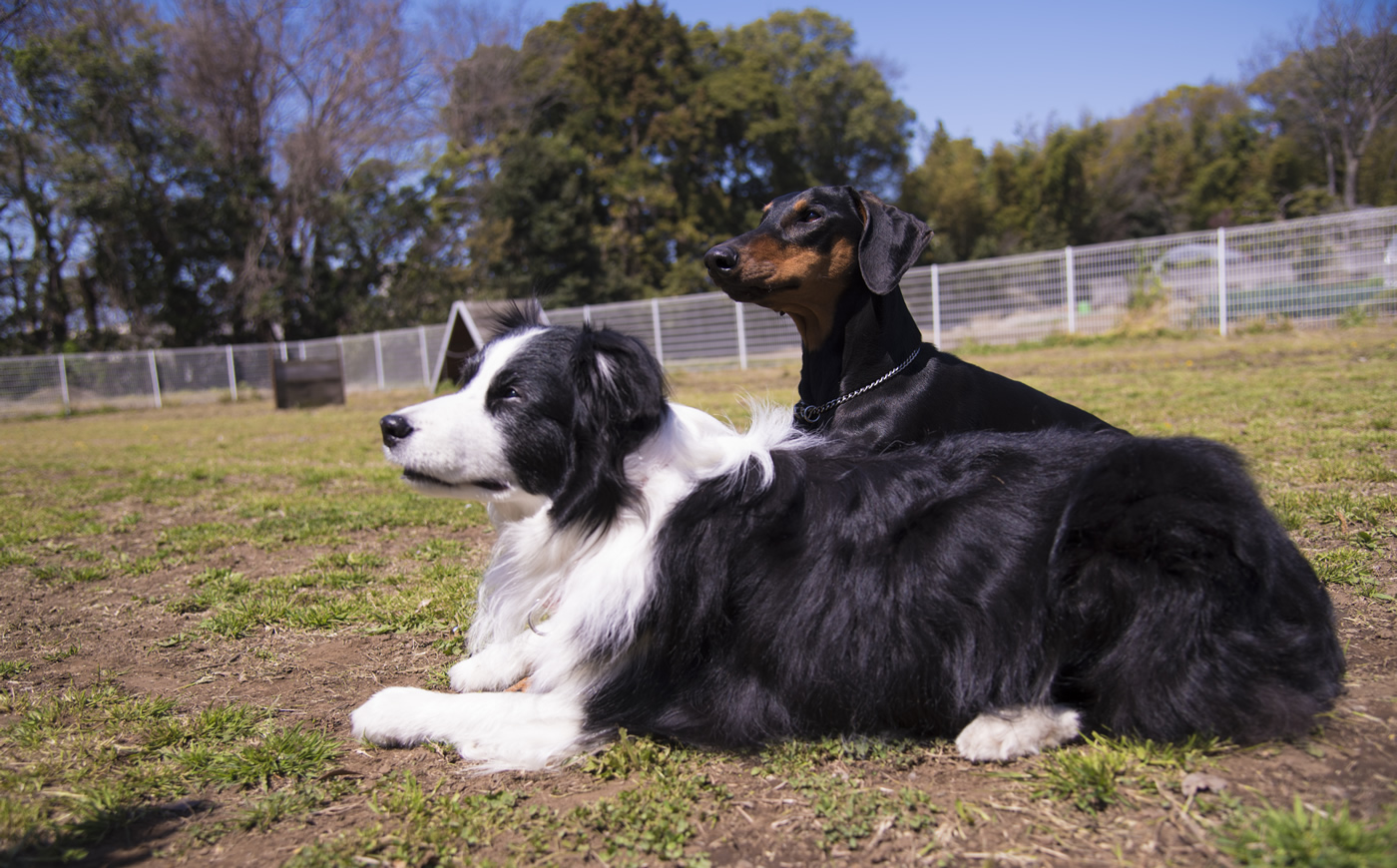 流山市　犬しつけ バロン