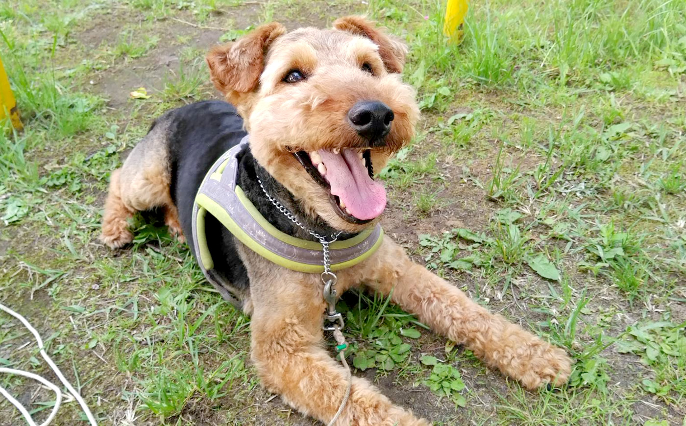 流山の犬　しつけ バロン