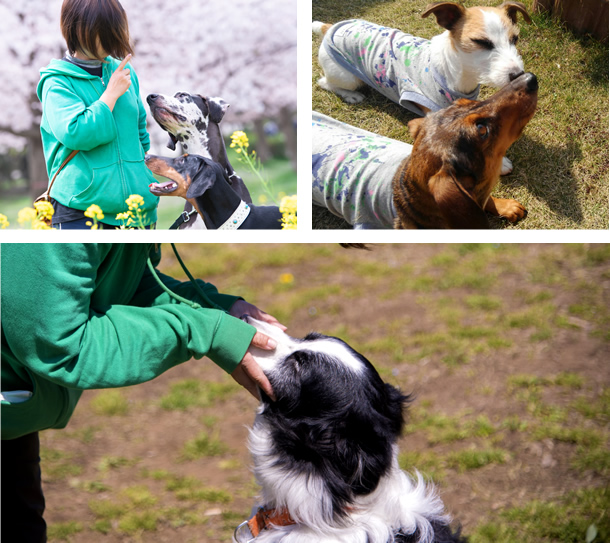 流山の犬しつけ Dog Training バロンについて
