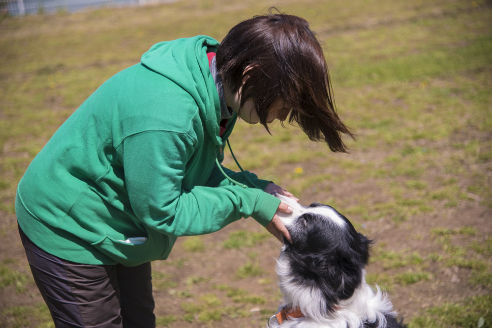Dog Training バロンについて