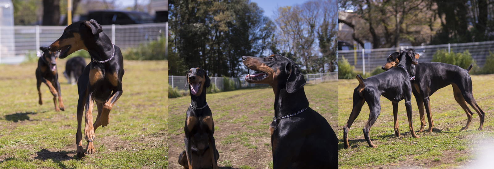 Dog Training バロン ブリーディング