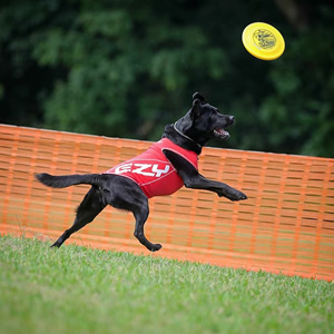 Dog Training バロン