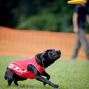 Dog Training バロン