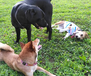 Dog Training バロン