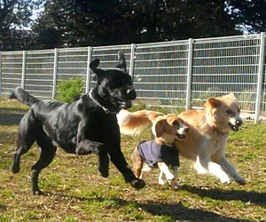 Dog Training バロン