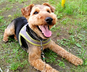 Dog Training バロン