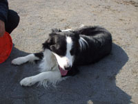 犬 しつけ指導・出張訓練 DOG TRAINING バロン