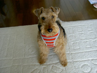 犬 しつけ指導・出張訓練 DOG TRAINING バロン