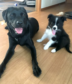 犬 しつけ指導・出張訓練 DOG TRAINING バロン