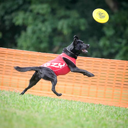 犬 しつけ指導・出張訓練 DOG TRAINING バロン